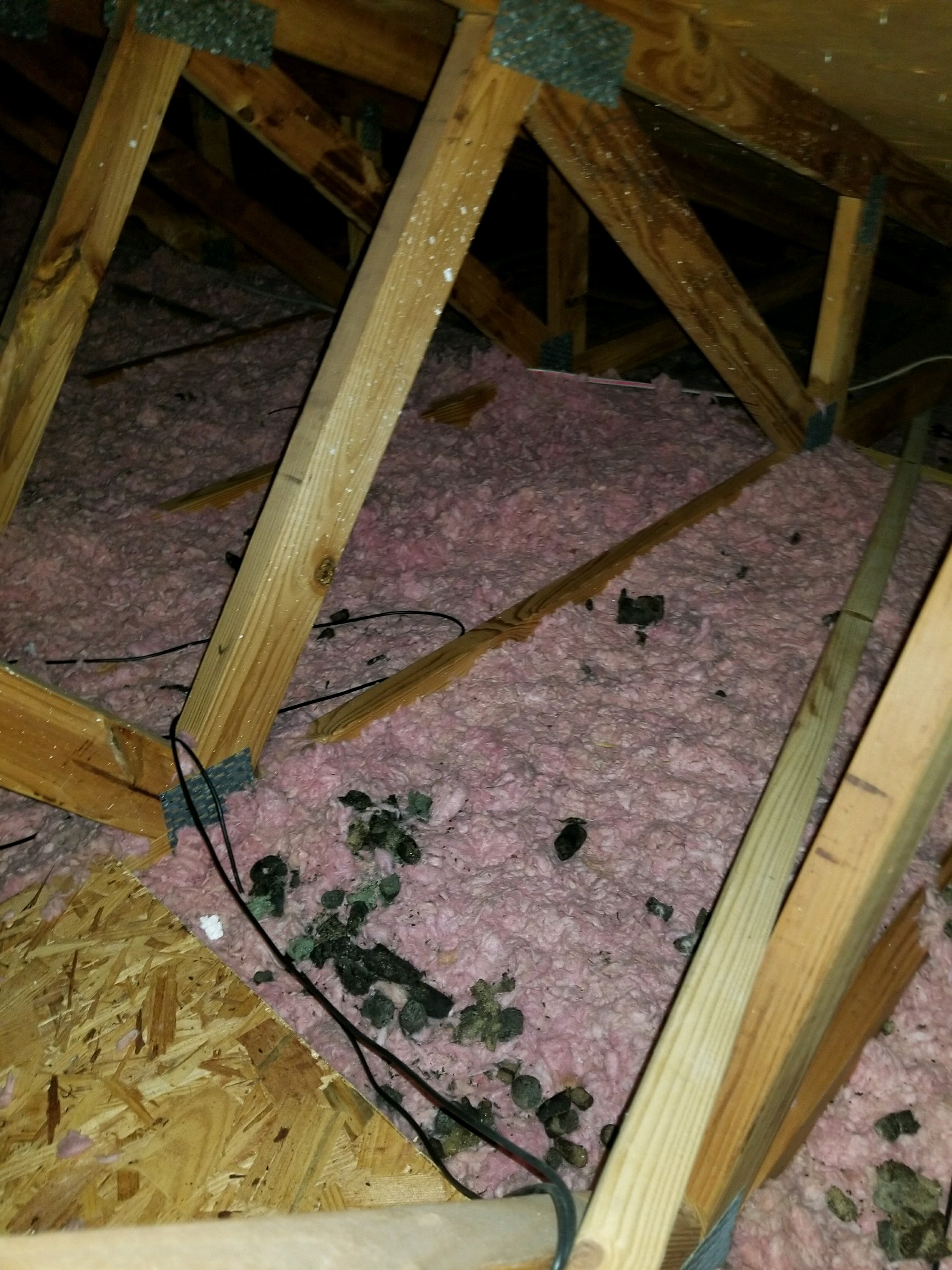 How to Handle Attic Insulation and Rodents in Kansas City