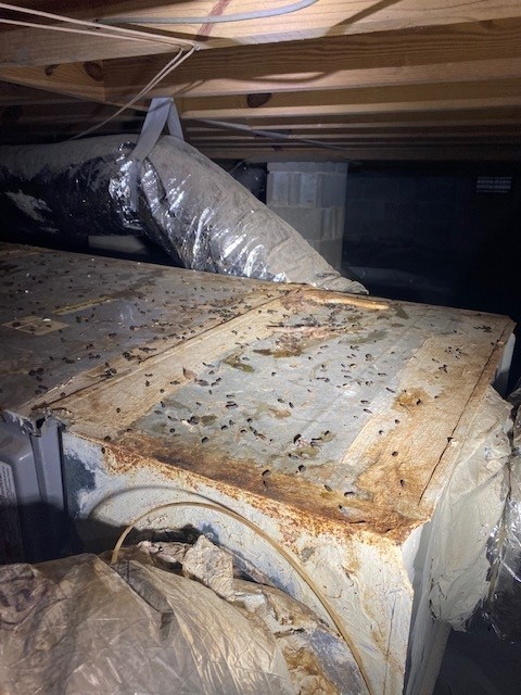 Is my house making me sick?