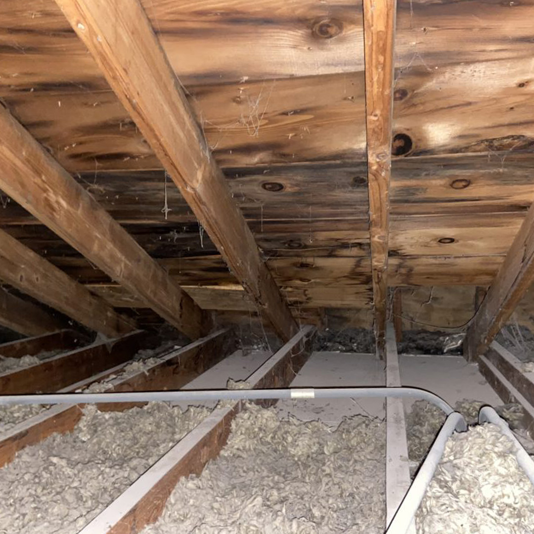 Want to Avoid Mold in Your Build? Call Koala | Koala Insulation