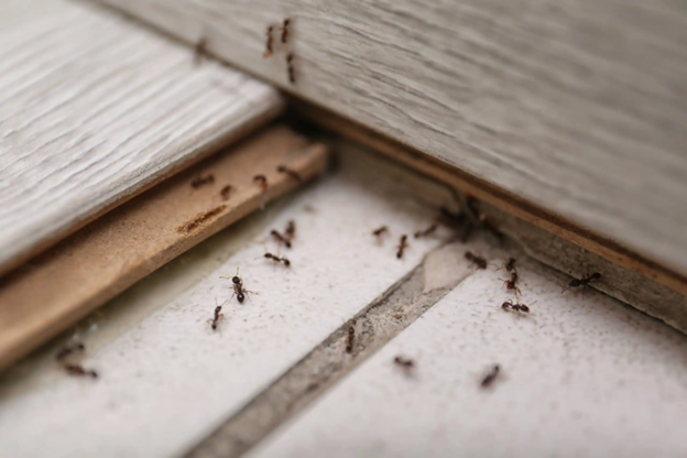 Does Insulation Help With Pest Control