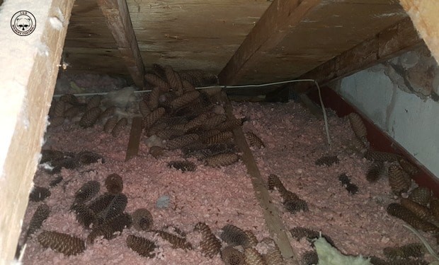 How Insulation Can Help With Pest Control