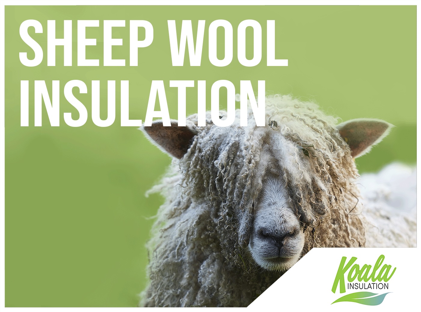 Sheep Wool Insulation | Upgrading Your Southeastern Texas Home