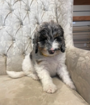 The Purr-fect Nest: How Insulated Homes Benefit Our Furry Friends